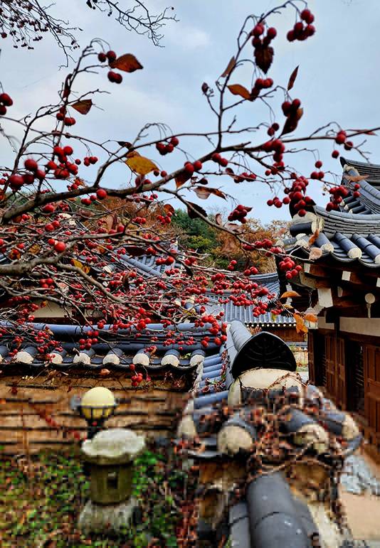 지난해 11월7일 경기 남양주 고당 레스토랑 뒤뜰. 검붉은 열매를 주렁주렁 달고 웃고 있다.