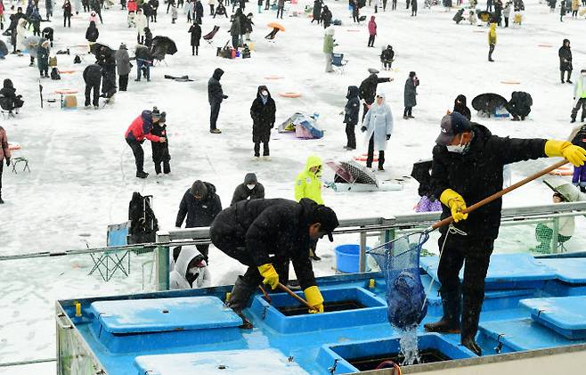 15일 강원도 화천산천어축제에서 관계자들이 산천어를 방류하고 있다.(사진=연합뉴스)