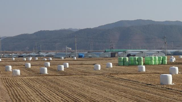 경북 안동시 풍천면 들판에 공룡알처럼 흩어져 있는 곤포사일리지. 안동= 정광진 기자