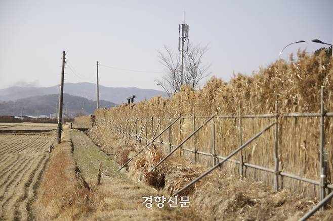 지난 11일 흑두루미 먹이터 대대뜰은 순천만의 갈대를 이용해 만든 ‘불빛차단용 가림막’으로 둘러싸여 있었다. 강한들 기자