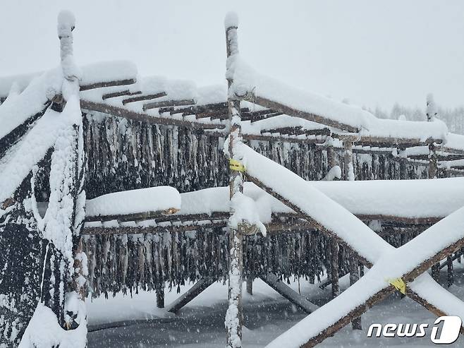 강원 전역에 대설특보가 발효된 지난 15일 폭설이 내린 평창군 대관령면의 한 황태덕장에 눈이 쌓여 있다. 2023.1.15/뉴스1 ⓒ News1 윤왕근 기자