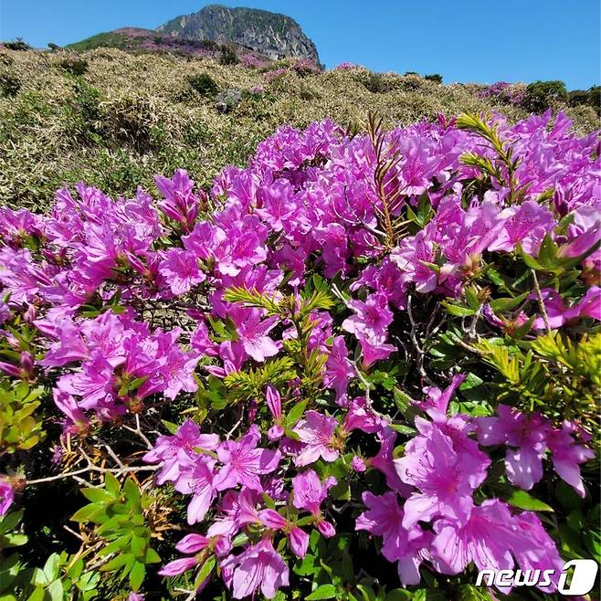 제주도 세계유산본부는 한라산 고도별 식생분포를 정량적으로 조사하고, 기후변화와 미래 자연자원 변화 예측을 위한 토대를 구축한다고 16일 밝혔다. 한라산 선작지왓에 철쭉이 만발한 모습을 보이고 있다. (제주지방기상청 제공) 2022.6.3/뉴스1 ⓒ News1 홍수영 기자