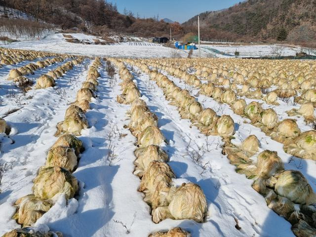 충북도내 한 배추밭이 눈을 맞은 채 방치돼 있다. 배춧값 폭락세에 인건비조차 건지지 못할 지경이 되자 농민이 수확을 포기한 것이다. 못난이 김치는 이렇게 버려진 배추를 수확해 만든다. 김영환 충북지사 페이스북 캡처