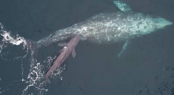 고래는 다친 게 아니라 출산 중이었던 것이다.  [사진=페이스북 Capt. Dave's Dana Point Dolphin & Whale Watching Safari]