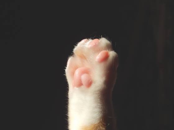 고양이 백과사전에는 고양이에 관한 138개의 이미지가 삽입돼 있다. [사진 게티이미지]