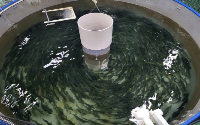 ▲ 해수이동 예정인 어린 대서양연어(평균 전장 25cm, 체중 130g) 모습.[강원도내수면자원센터 제공]