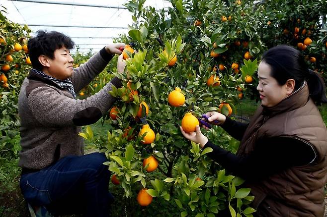 [진도=뉴시스] 황금봉 수확. *재판매 및 DB 금지