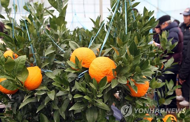 제주 한라봉 [연합뉴스 자료사진]