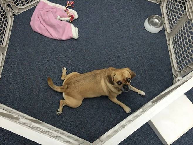 반려견과 어린이의 교감 실험에 참여한 개 피오나. 라츠나 레디 제공