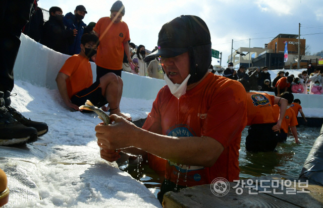 ▲ 17일 영하권 날씨를 보인 가운데 산천어축제장 맨손잡기 체험행사 참가자들이 추위에 아랑곳하지 않고 산천어잡기에 몰두하고 있다.