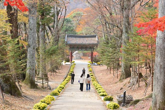 [합천=뉴시스] 김기진 기자 =경남 합천 가야산 해인사 일주문 양 옆에 가을 단풍이 물들고 있다. 2022.11.03.