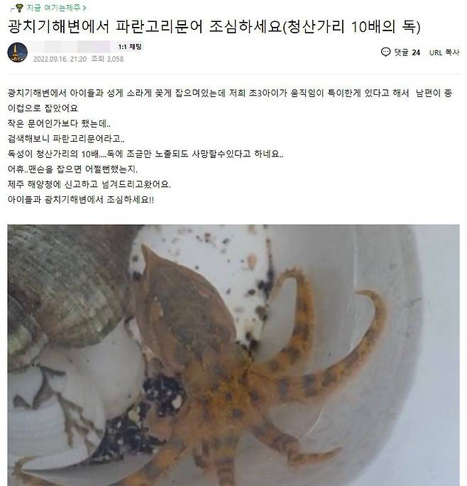 한 네티즌이 지난해 9월 제주 서귀포시 광치기해변에서 파란고리문어를 잡았다며 올린 글. /네이버 카페