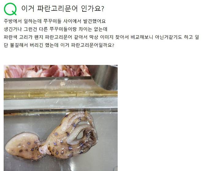 한 네티즌이 식당 주방에서 일하던 중 파란고리문어로 추정되는 해양생물을 발견했다며 올린 글. /네이버 지식인