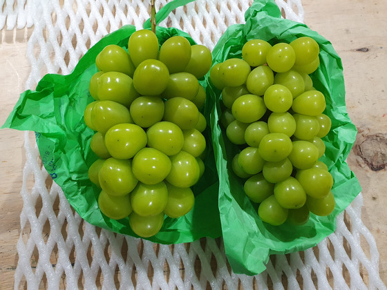 Shine muscat is a variety of seedless green grapes with a higher sugar content than those of other grapes [JOONGANG ILBO]