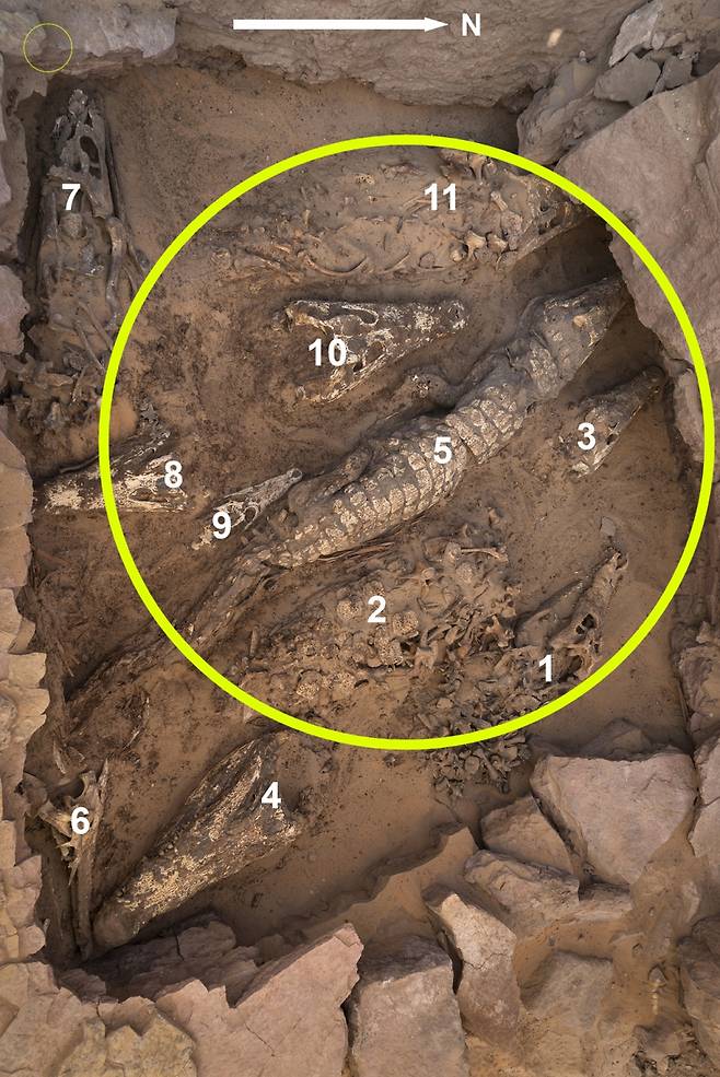 이집트 나일강 서안의 고대 공동묘지 쿠베트 엘-하와에서 발견된 악어 미라/사진= 미국 공공과학 도서관(PLOS)이 발행하는 개방형 정보열람 학술지 '플로스원'(PLOS ONE)