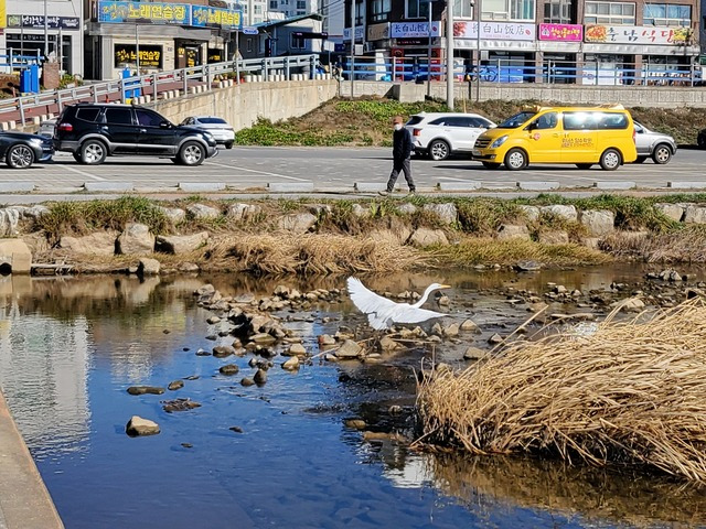 충북 진천의 백곡천 인근에서 철새 대백로를 한 주민이 바라보고 있다.