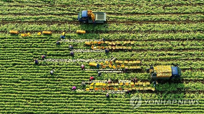 제주 월동무 수확 풍경 ※ 기사와 직접적인 관계가 없습니다. [연합뉴스 자료 사진]