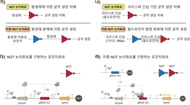 연구 모식도 [한국생명공학연구원 제공. 재판매 및 DB 금지]