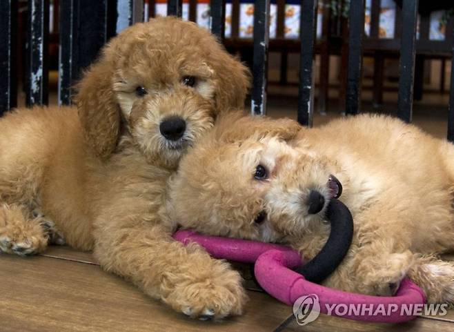 반려동물 산업이 매년 급성장하면서 제약업체들이 반려동물 관련 기업 지분 인수, 자회사 설립 등에 적극 나서고 있다.  연합뉴스