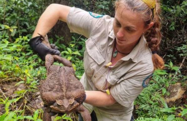 호주 동부에서 사람 팔뚝만 한 크기에 무게만 2.7㎏에 달하는 '괴물 두꺼비'가 출현했다고 AFP 통신이 20일(현지시각) 보도했다. 사진은 호주 퀸들랜드주 콘웨이 국립공원에서 포획된 사탕수수 두꺼비. /사진=퀸즐랜드주 환경과학국 제공