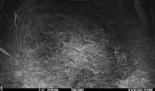 [서울=뉴시스] 변산반도에서 지난해 12월 포착된 멧토끼(사진=국립공원공단 제공) *재판매 및 DB 금지 *재판매 및 DB 금지