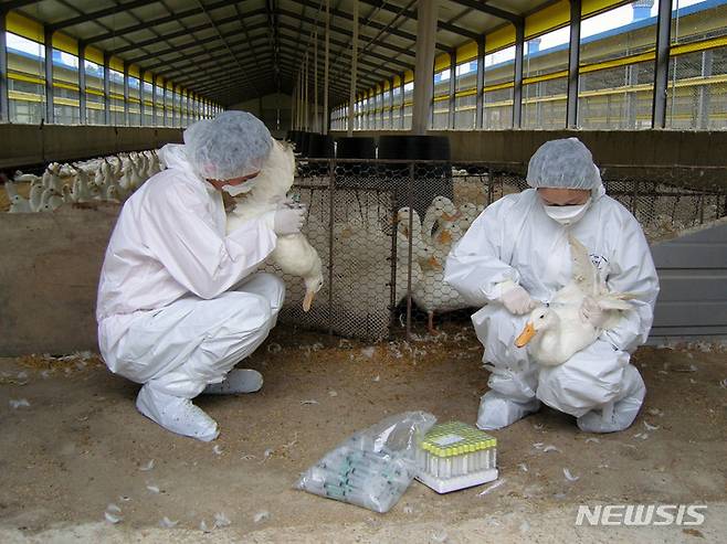 [무안=뉴시스] 전남도 가축 방역요원이  고병원성 조류인플루엔자(AI) 의심 신고를 한 오리농장에서 검사용 시료를 채취하고 있다. (사진=전남도 제공) 2022.11.22. photo@newsis.com ㅣ