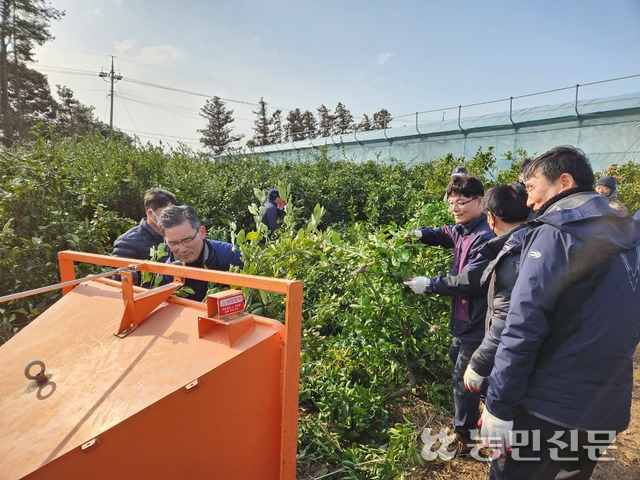 제주 서귀포 남원농협이 개최한 ‘2023년 감귤원 2분의 1 간벌 발대식’에서 참석자들이 자른 감귤나무를 파쇄기에 넣고 있다.