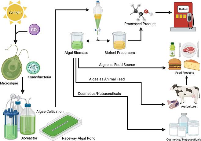 미세조류를 활용할 수 있는 분야를 나타낸 모식도. 바이오연료뿐 아니라 식품, 화장품, 가축의 먹이 등으로 활용할 수 있다./Frontiers in nutrition