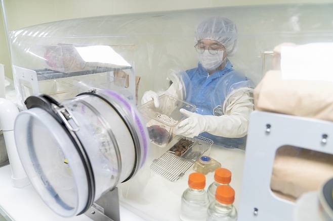 김치의 비만 억제 효과를 확인하는 동물 실험 모습.[세계김치연구소 제공]