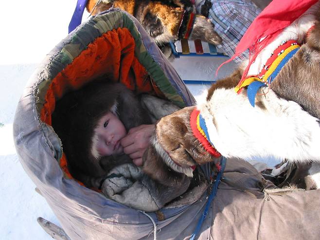 순록 가죽으로 옷을 해 입은 아이. 아이들은 하루 200km넘는 유목행렬에도 썰매를 타고 함께 이동한다. /북극해=정병선 기자