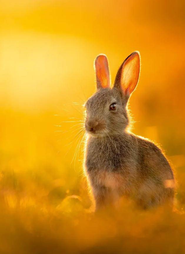 2021 내셔널지오그래픽 트래블러 공모전 야생동물 분야 우승자 미첼 루이스(Mitchell Lewis)의 사진. 내셔널지오그래픽 홈페이지