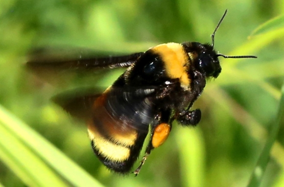 최근 꿀벌 폐사 사건이 잦아지고 있다. 생물학자들에 따르면 지구온난화로 인해 기온이 올라가면서 꿀벌의 호흡이 가빠지면서 에너지 소모가 증가해 수명이 급격히 짧아진다. 위키피디아 제공