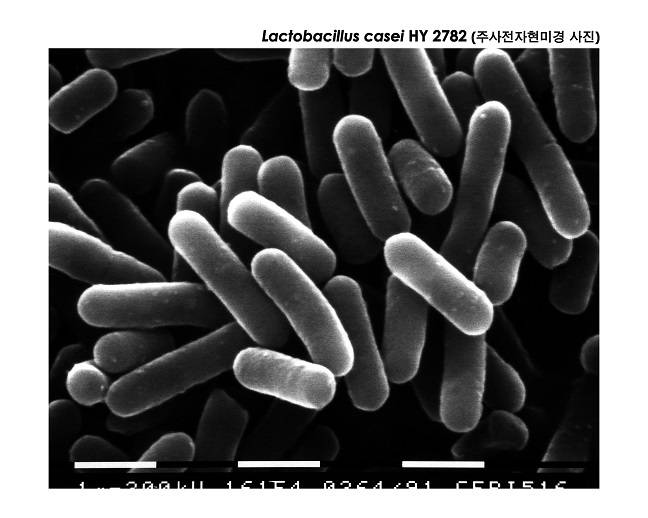 야쿠르트에 들어 있는 HY2782 균주/사진제공=hy