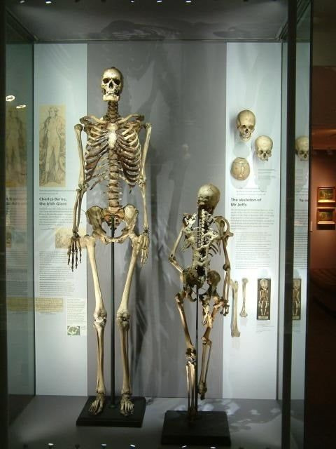 ⓒ아일랜드 왕립내과대학