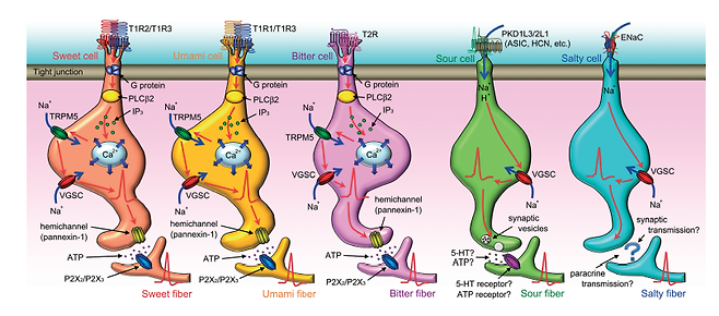 5가지 맛수용체와 맛의 전달 (출처: Gustatory Signaling in the Periphery: Detection, Transmission, and Modulation of Taste Information, Biol. Pharm. Bull. 33(11) 1772—1777 (2010)