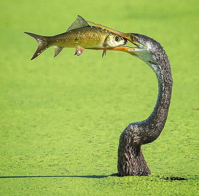 /BBC Earth Facebook 부리로 꿰뚫어 잡은 물고기를 삼키기 직전의 뱀가마우지.