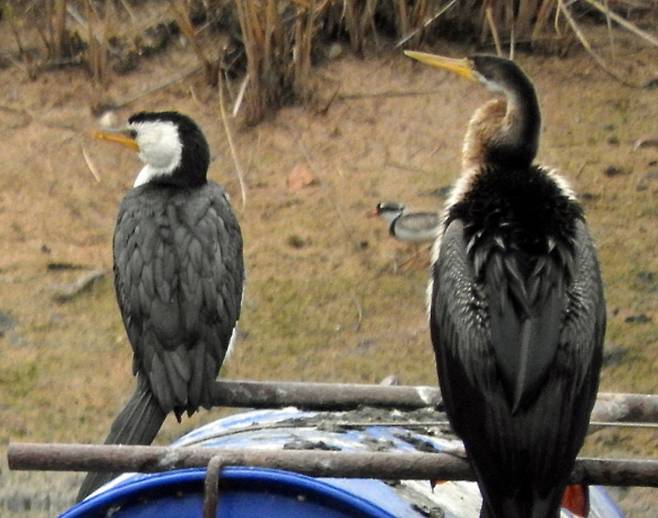 /Hamilton Park(Australia) 앉아있는 모습과 길쭉한 부리가 빼닮은 가마우지(왼쪽)와 뱀가마우지.