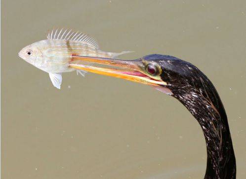 /Bird Fact Of The Day 부리를 뻗어 물고기 몸에 꿰뚫는데 성공한 뱀가마우지.