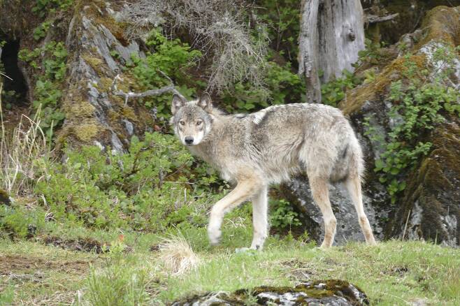 알래스카 남동부 플레젠트 섬에 정착한 늑대. 원래 먹이이던 사슴 개체수가 급감하자 해달로 식성을 바꾼 것으로 드러났다./미 오리건 주립대