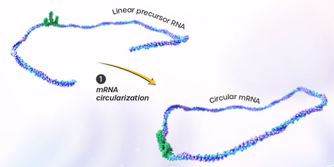 원형 mRNA