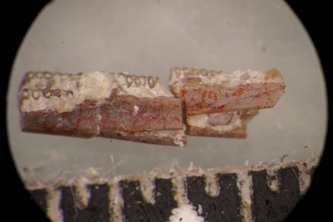미국 버지니아공대와 미국 석화림 국립공원 공동연구팀이 발견한 케실리언의 화석. 2억2000만년 전 트라이아스기에 살았던 것으로 추정된다. Ben T. Kligman 제공