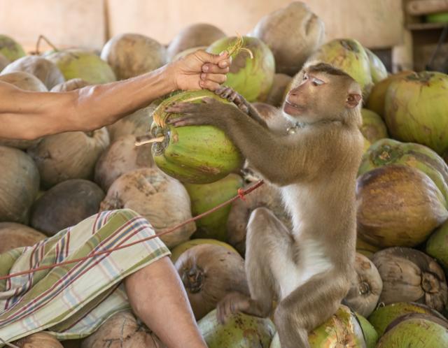 원숭이의 코코넛 수확 노동은 동물노동 이슈에서 자주 언급되는 사례다. 게티이미지뱅크