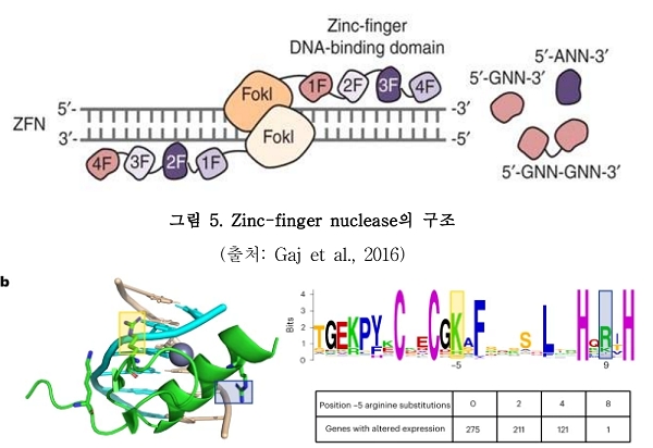기존 1세대 유전자 가위의 구조도와 이번 연구 결과를 적용한 개량형 구조. [자료=식약처, «유전자 가위기술 연구개발 동향 보고서»·«nature biotechnology», 'A universal deep-learning model for zinc finger design enables transcription factor reprogramming']