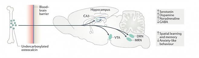 혈액 내 osteocalcin이 뇌속으로 직접 전달되어 뇌기능을 조절하는 역할 모식도. 네이쳐 제공