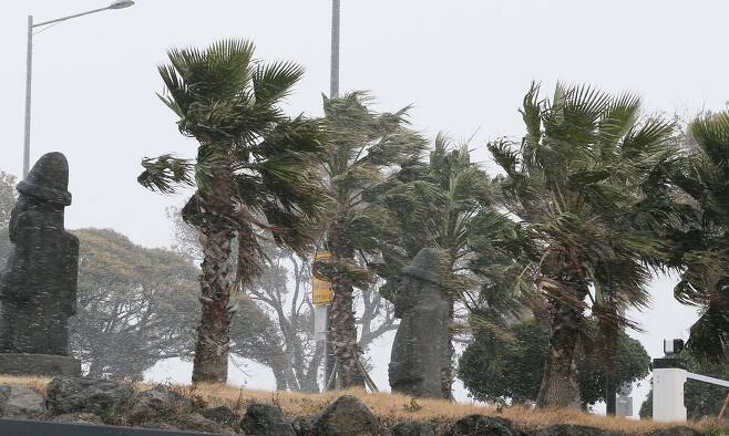 27일 제주공항에 급변풍특보와 강풍특보가 내려져 강풍에 야자수가 심하게 흔들리고 있다.