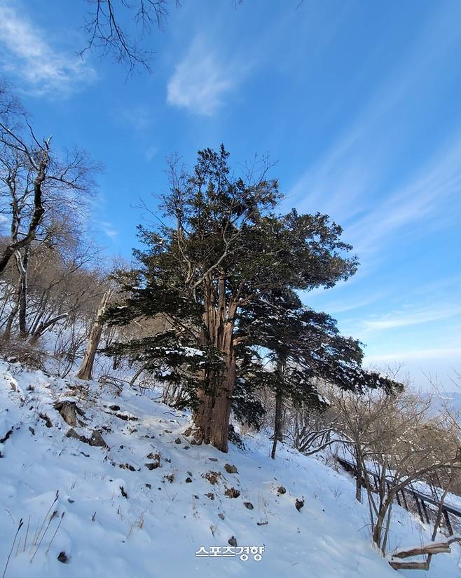 어머니왕주목. 사진|강석봉 기자