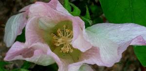 2019년 7월20일 서울 서대문 농업박물관 뜰에 핀 비단결 분홍색 목화 꽃.