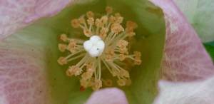 솜털이 맺히기 시작한 목화꽃. 2019년 7월20이 서대문 농업박물관