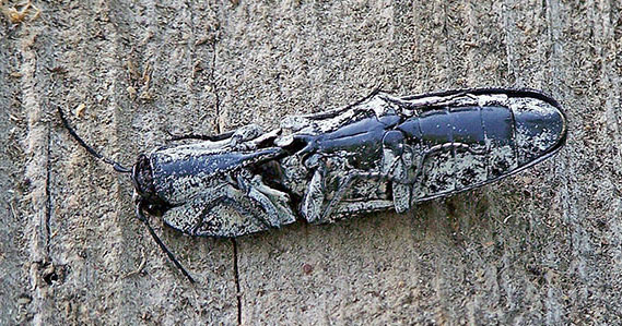 딱정벌레목에 속한 곤충인 방아벌레는 몸통을 뒤집은 뒤 몸길이의 수십배를 점프할 수 있는데 공중으로 뛰는 순간 몸에서 딸깍 소리가 난다. 이 때문에 영어명으로 ‘클릭 비틀(click beetle)’이라고 불린다. 위스콘신대 밀워키캠퍼스 제공