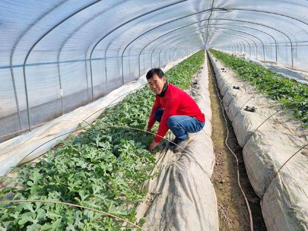 진주시 정촌면 정연일 씨가 수박을 살펴보고 있다.